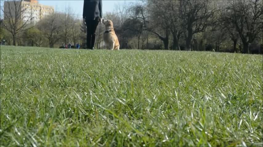 Golden Retriever shows off training skills