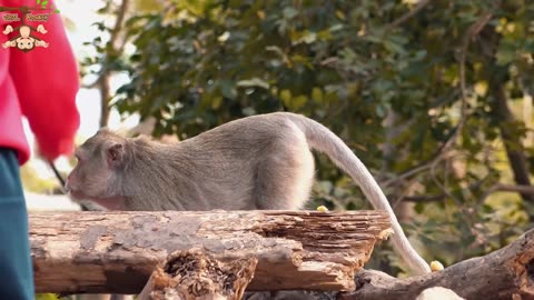 Monkeys Beautiful Scenes