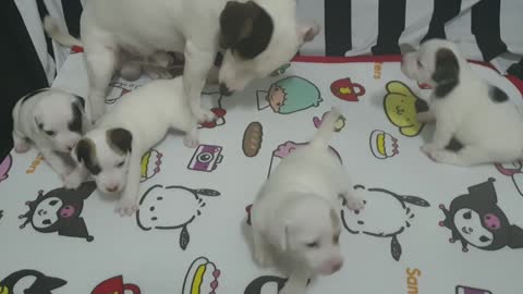 Sweet puppys having fun with ther mother