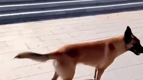 Oh my God! A dog skirting?