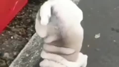 × funny dog 😂 | funny moments | crazy dog 🐕 | some where on earth 🌍