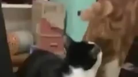 Funny pets