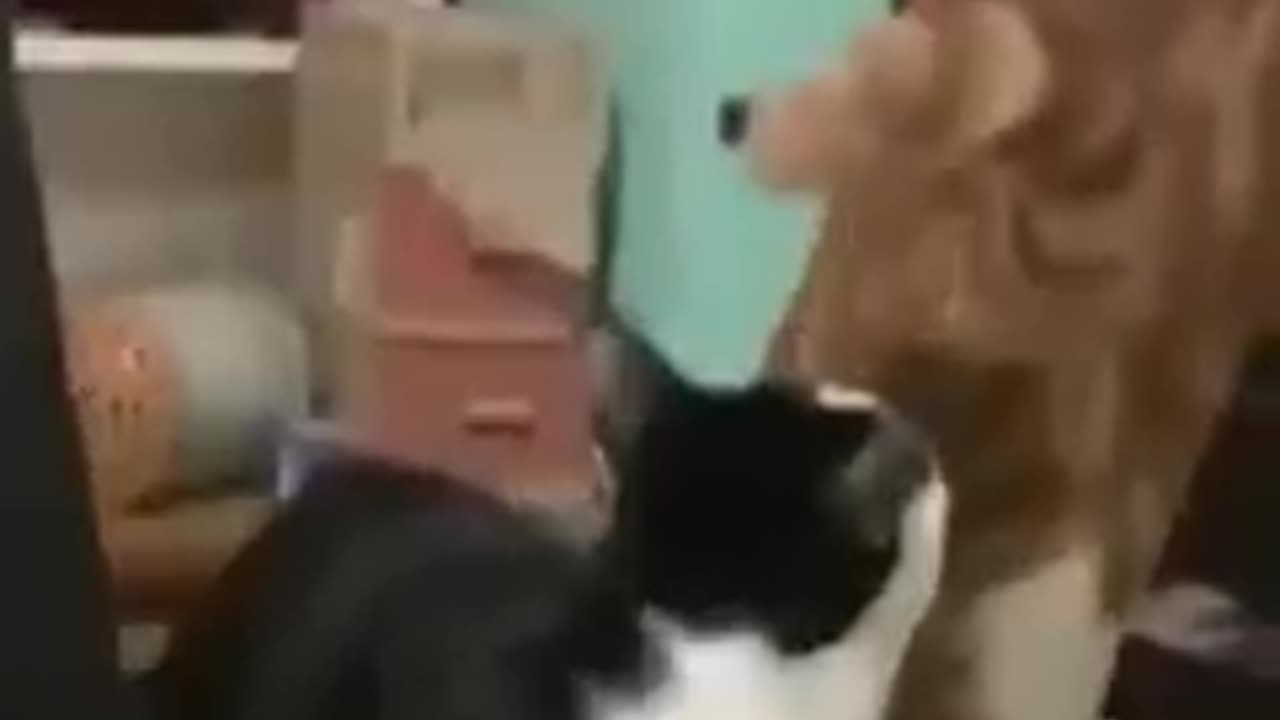 Funny pets