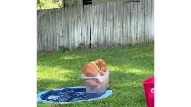 dog bathing in a narrow pool