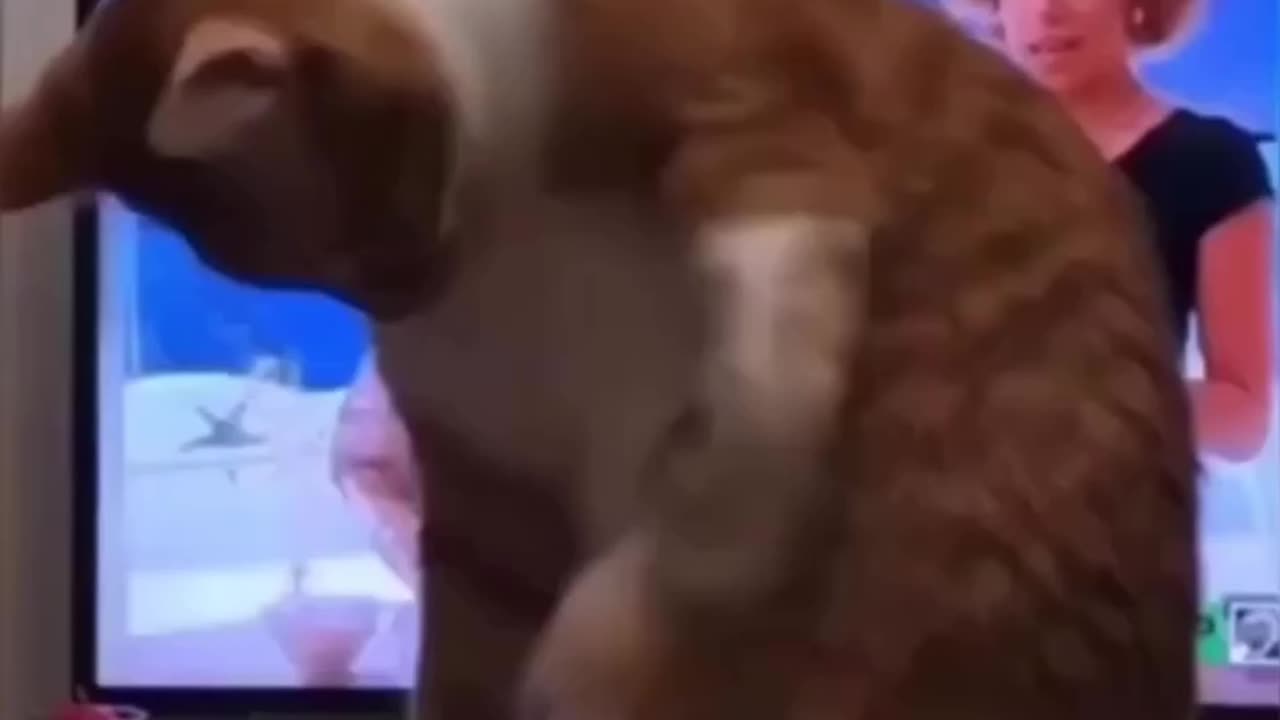 Funny cat video