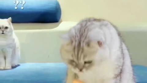 Funny animals compilation