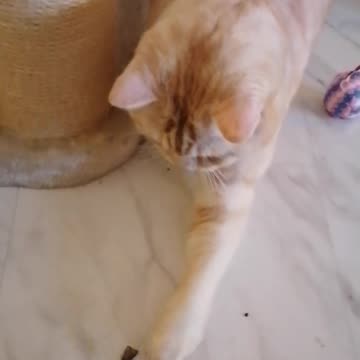 Dimitri iz goin Craaaazy