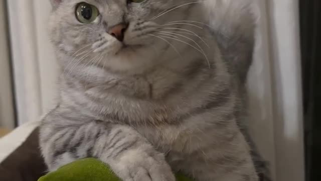 New cat video