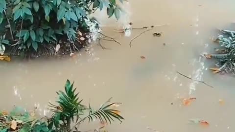 This is a beautiful and charming water-dwelling species