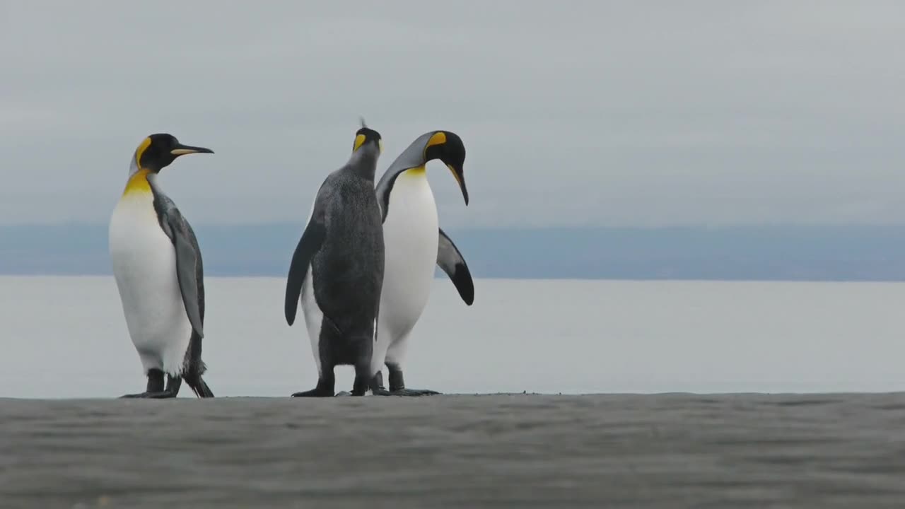 Penguin π§πΊπ§ Dance