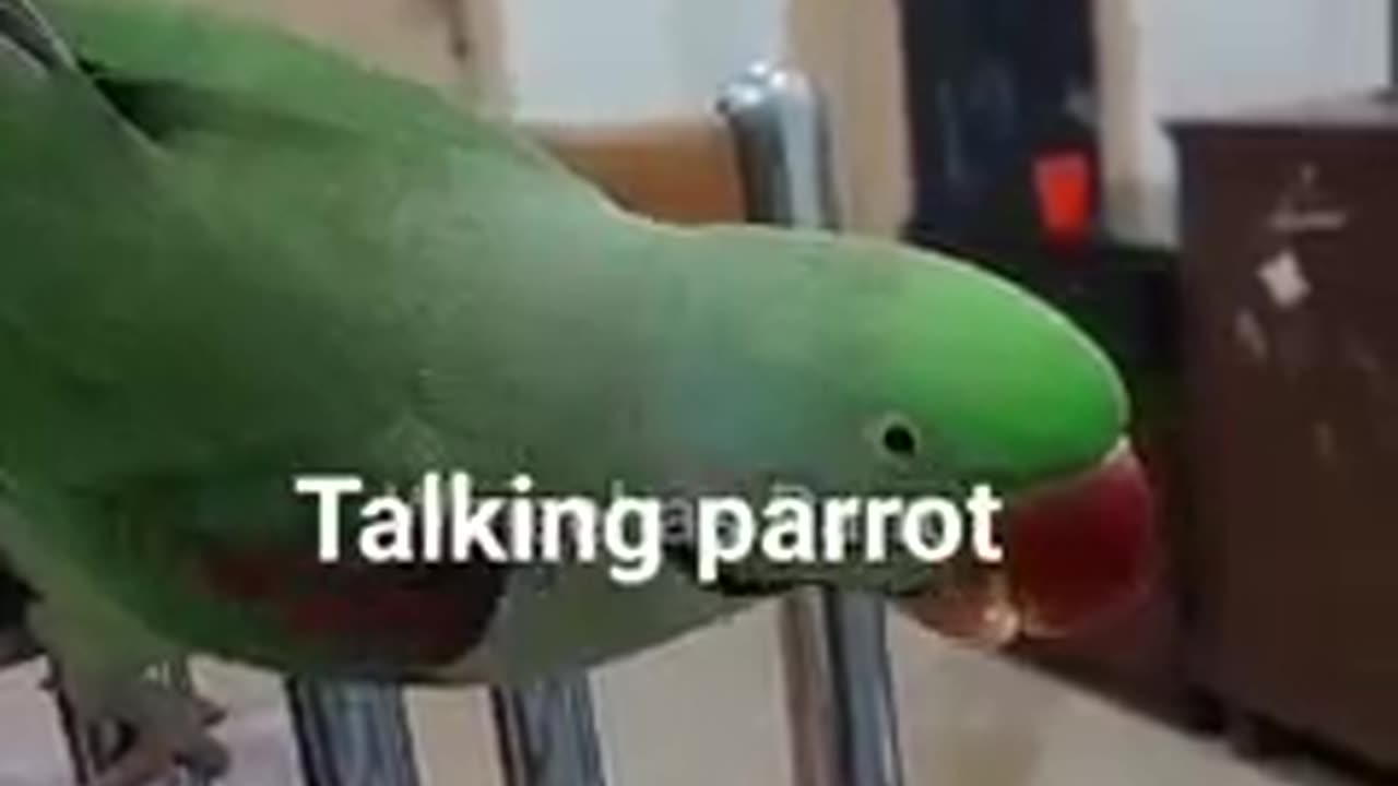 Talking parrot 🦜