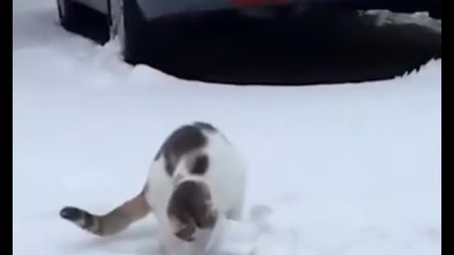 Seeing what? the mad cat ran