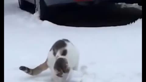 Seeing what? the mad cat ran