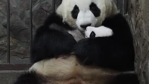 Cute Panda Moments - I love Panda - Clips Of Panda Baby And Mom In Every Step Of The Childhood