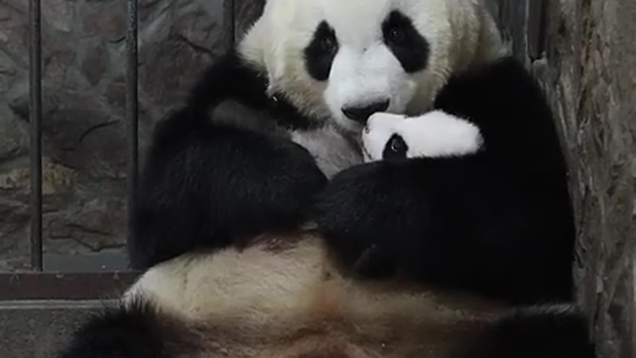 Cute Panda Moments - I love Panda - Clips Of Panda Baby And Mom In Every Step Of The Childhood