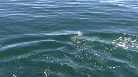 Amazing Dolphin Stock Footage