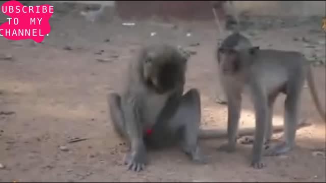 OMG funny video#monkey and order light funny#leserlight funny video#very funny video