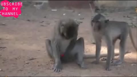 OMG funny video#monkey and order light funny#leserlight funny video#very funny video