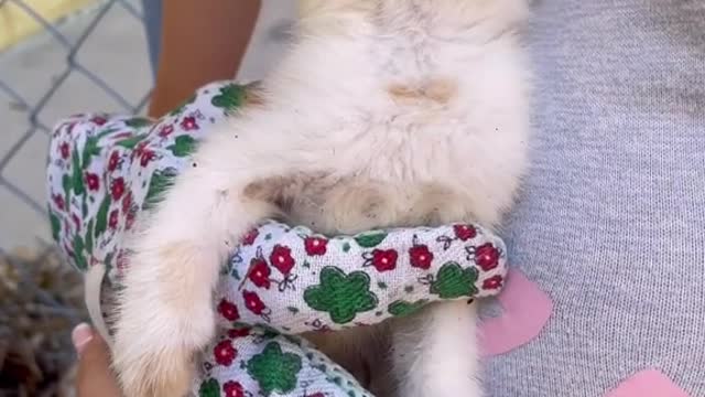 Mango’s little journey update 🌶