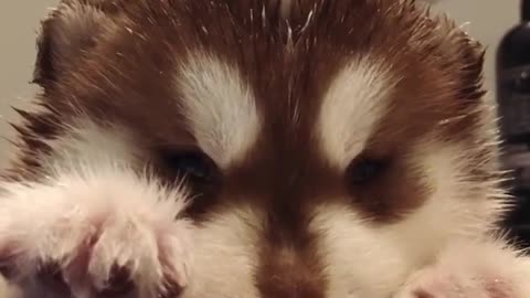 Give the husky a bath