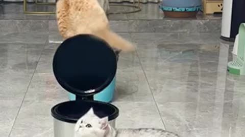 Funny video cat 🐈