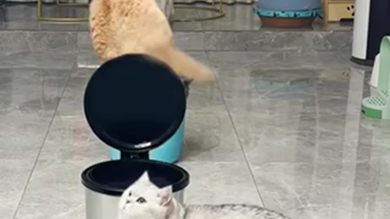 Funny video cat 🐈
