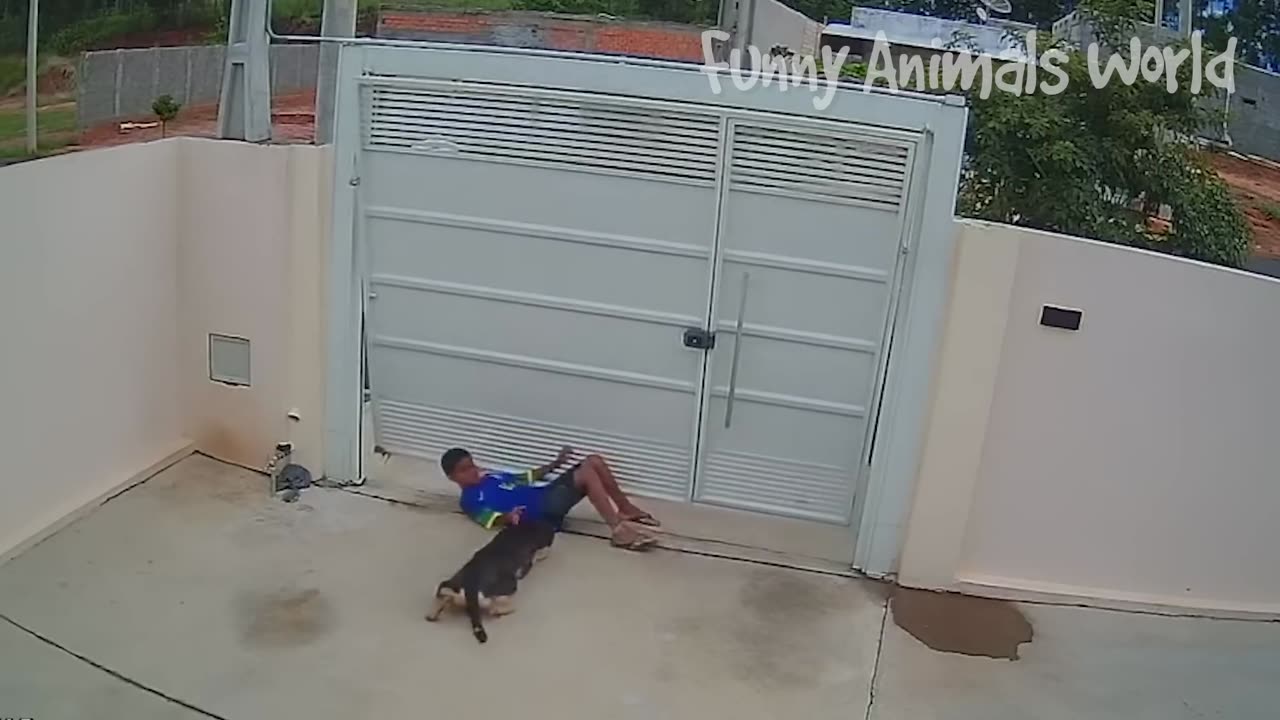 Funniest Dogs And Cats Videos