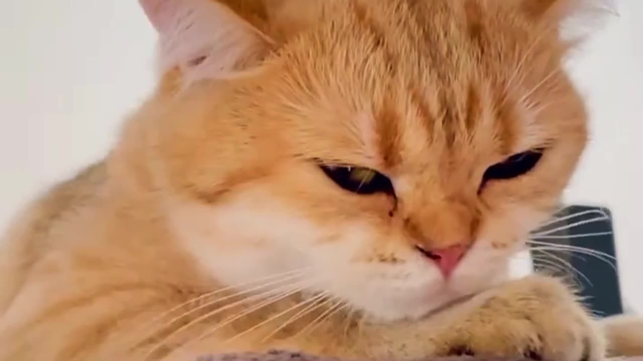 Cat cute video ❤️😍