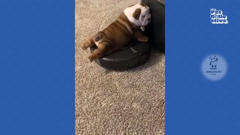 Furry Friends Funnies: Laugh Out Loud with the Cutest Creatures! 🤣🐾