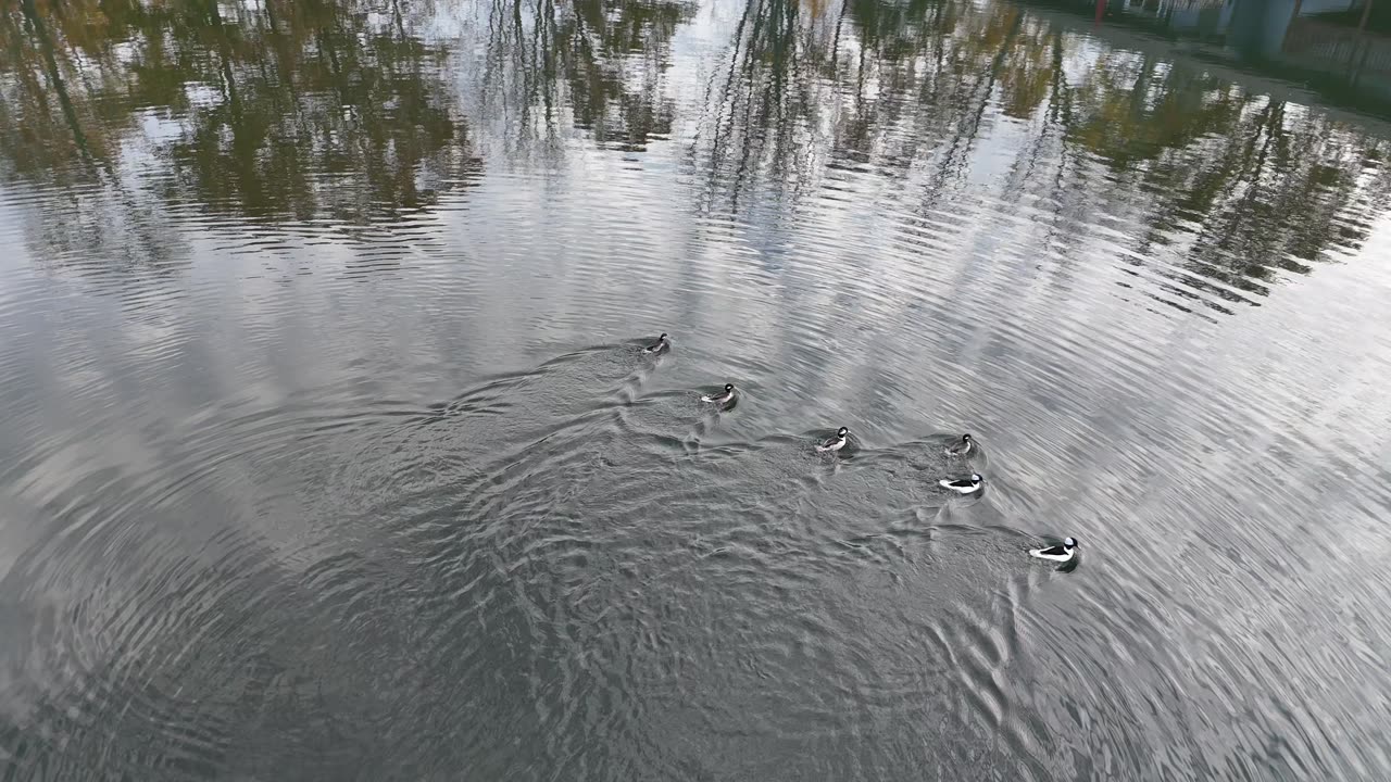 Hot Springs Lake Ducks