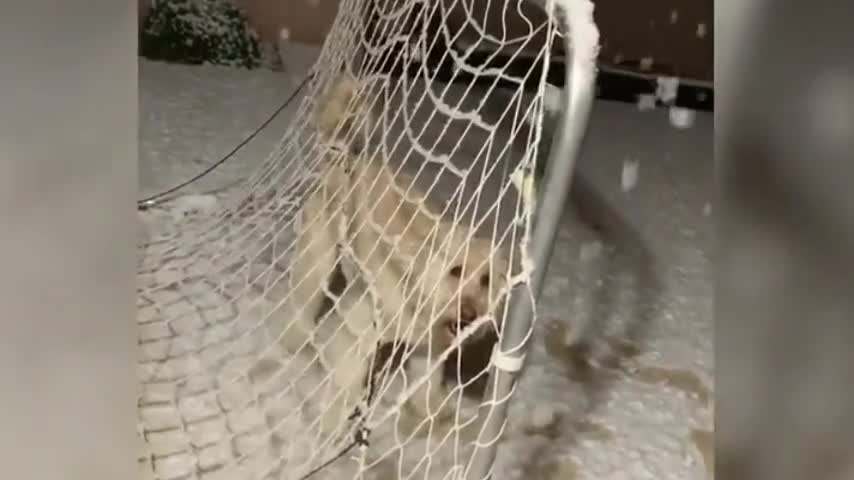 Dog Confused Seeing Snowfall for the First Time