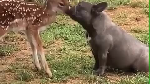 funny animal video