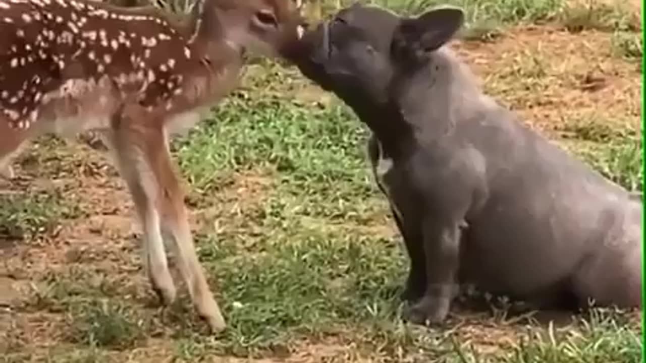 funny animal video