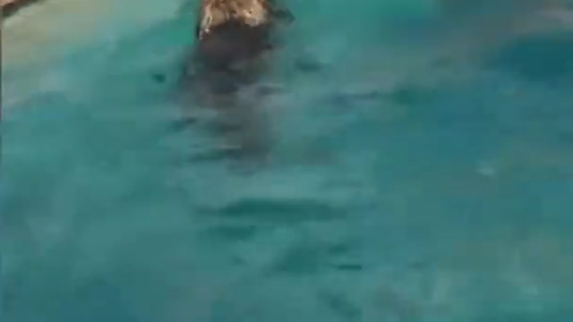 Brave dog saves child from drowning