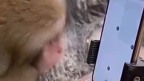 Monkey 🐒 tricks