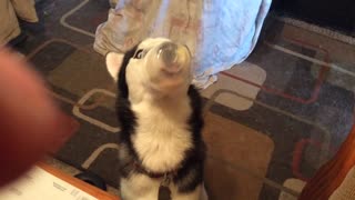 Husky gets snout stuck while eating pudding