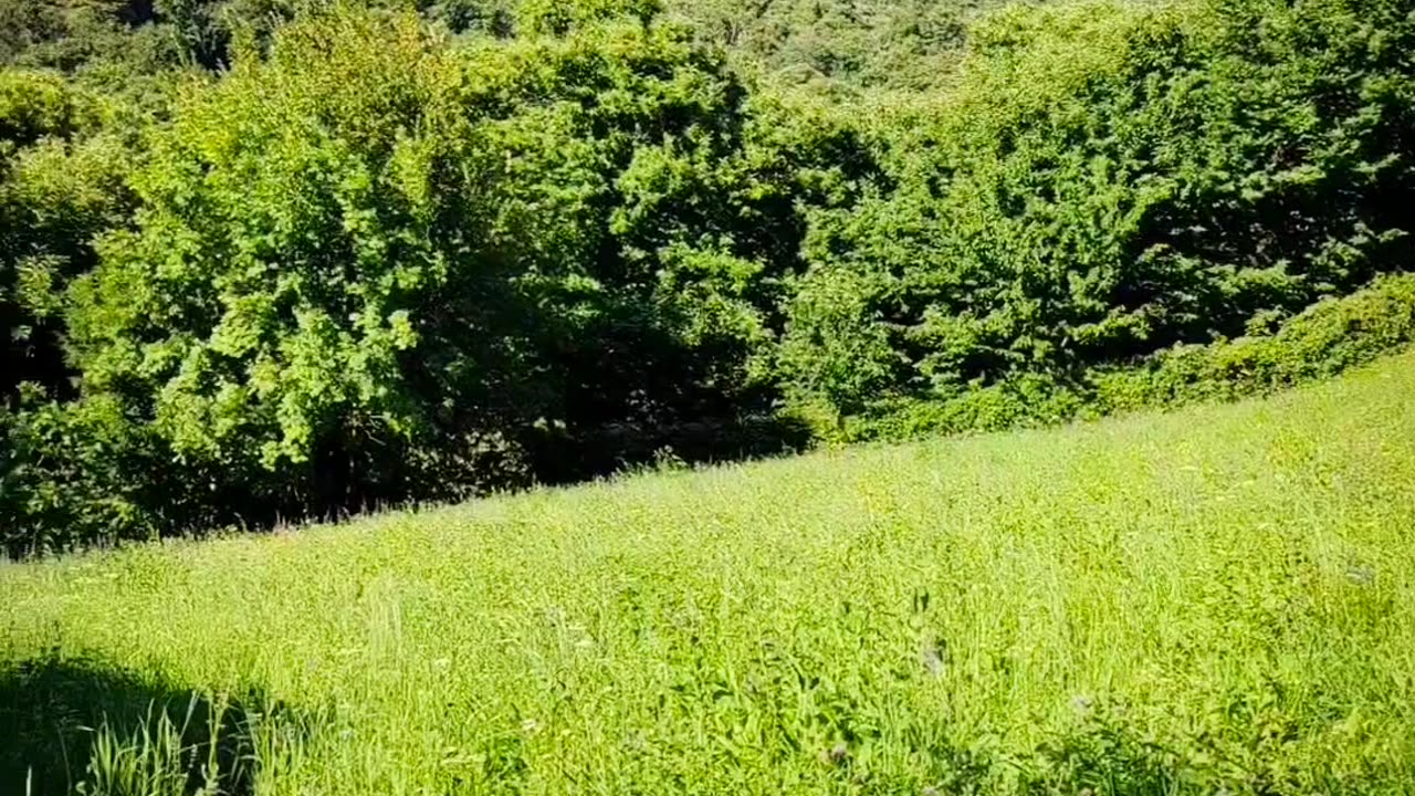 Natural View.