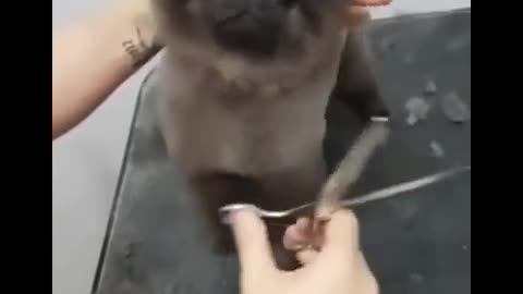 The puppy likes to get a haircut