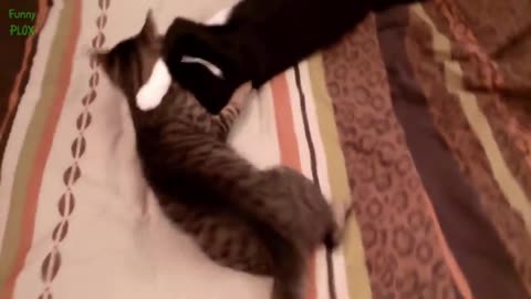 Funny cats and dogs funniest animals funny video of pets❤️🐶