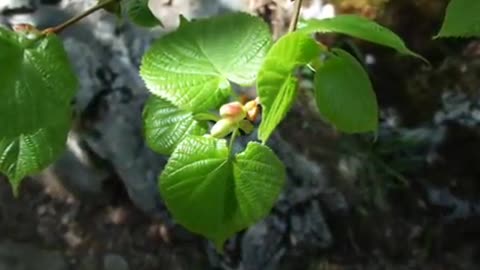 RTANJ MOUNTAIN-NATURE