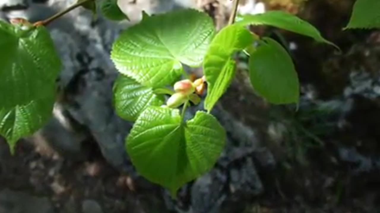 RTANJ MOUNTAIN-NATURE