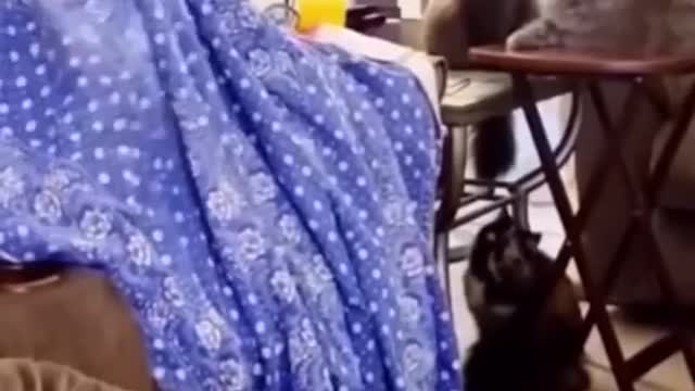 Funniest Cats and Dogs Funny Animal Videos #9