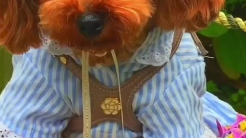 Naughty animals and funny