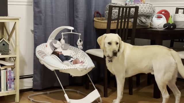 Lab Gently Licks New Brother