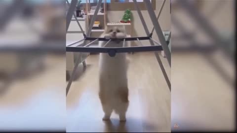 Cat funny video