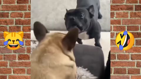Laugh Till You Drop: Dogs and Cats Funny Moments 2024