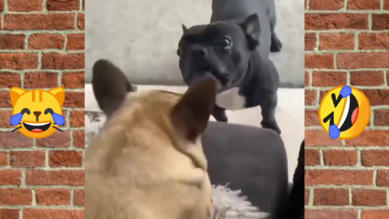 Laugh Till You Drop: Dogs and Cats Funny Moments 2024