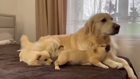 Puppies show their love for the golden retriever