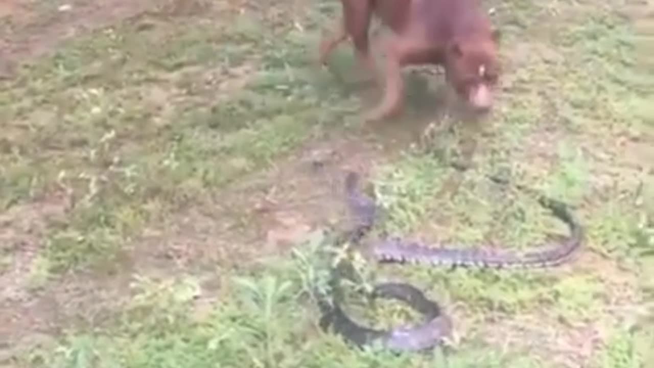 This pitbull dog fights a cobra to save his owner