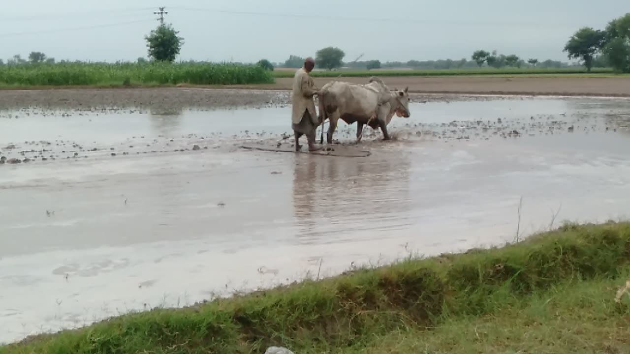 Village life Animals and pets